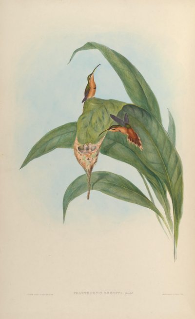 Phaethornis ruber ruber by John Gould